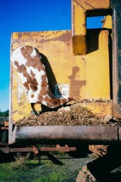 PINPOINT-F -Jeffrey Campbell Store pinpoint f knee high boot yyh 810414